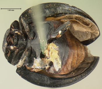 Media type: image;   Entomology 6692 Aspect: habitus ventral view